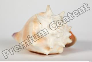 Seashell 0046